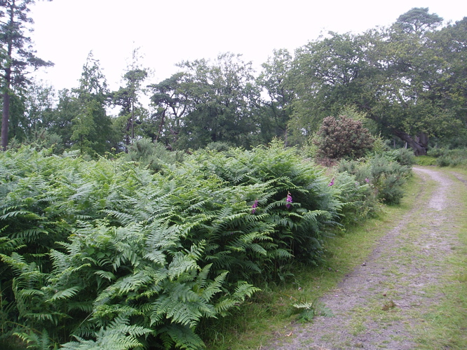 Lots of ferns.