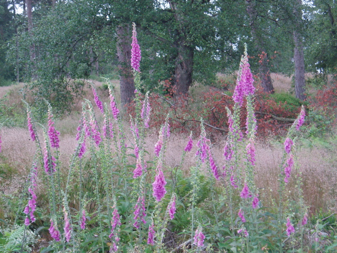 An abundance of Foxgloves.